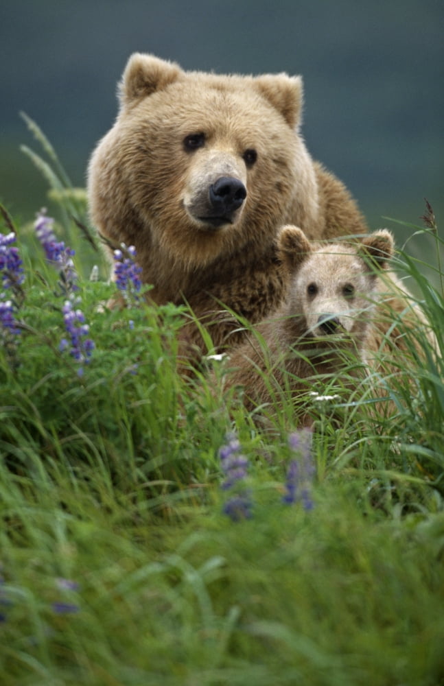 Sow Grizzly & Cubs In Grass Hallo Bay Katmai Np Alaska Canvas Art - Mark Newman  Design Pics (22 x 34)