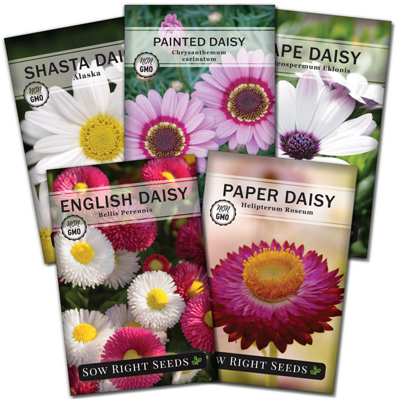 Sow Right Seeds Daisy Flower Seed Collection 5 Count, Non-GMO Varieties