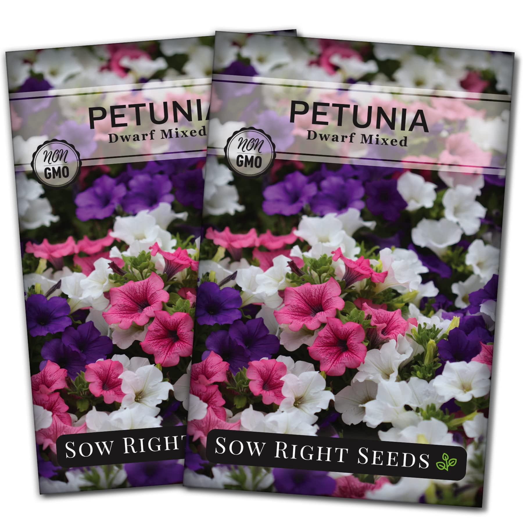 Premium Petunia Seeds for Planting – Easy Colorful Blooms from Seed
