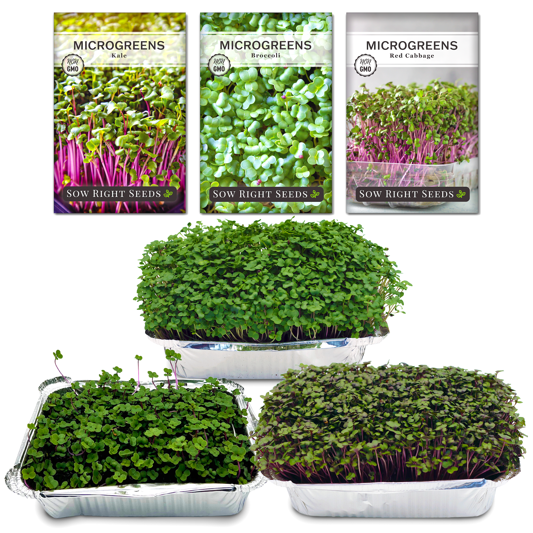 Sow Right Seeds Superfood Microgreens Kit, Kale Broccoli Cabbage, Fresh ...