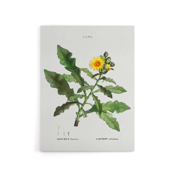 Sow Thistle Flower Bloom Redoute Vintage Canvas Wall Art 18X24"
