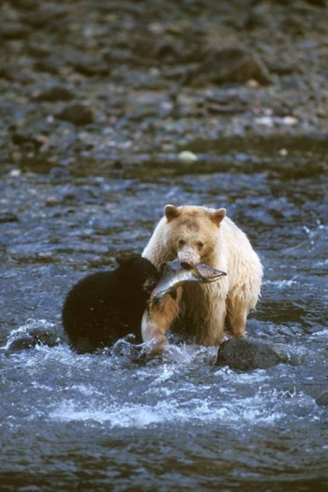Sow with Cub Eating Fish Rainforest of British Columbia Canvas Art - Steve Kazlowski DanitaDelimont (24 x 36)