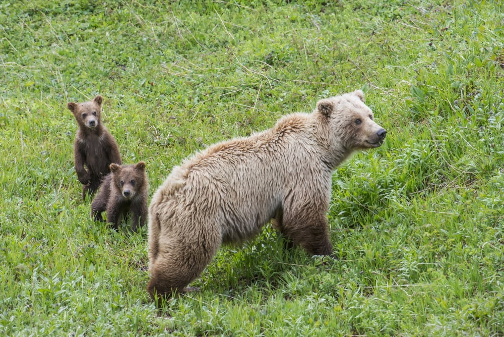 Sow with spring cubs in Denali National Park Interior Alaska Canvas Art - Cathy Hart Design Pics (19 x 12)