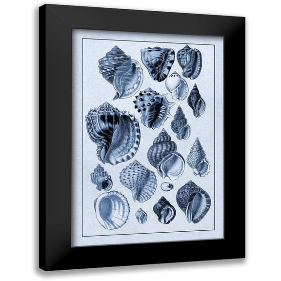 Sowerby, G.B. 11x14 Black Modern Framed Museum Art Print Titled - Shells: Purpurifera (Blue)