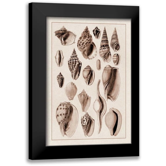 Sowerby, G.B. 11x14 Black Modern Framed Museum Art Print Titled - Shells: Trachelipoda #6 (Sepia)