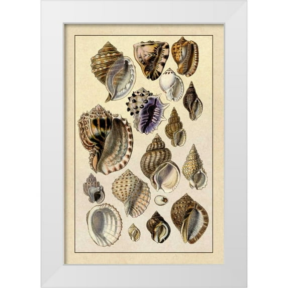 Sowerby, G.B. 11x14 White Modern Wood Framed Museum Art Print Titled - Shells: Purpurifera