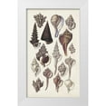 thumbnail image 1 of Sowerby, G.B. 12x18 White Modern Wood Framed Museum Art Print Titled - Seashell Array I, 1 of 4