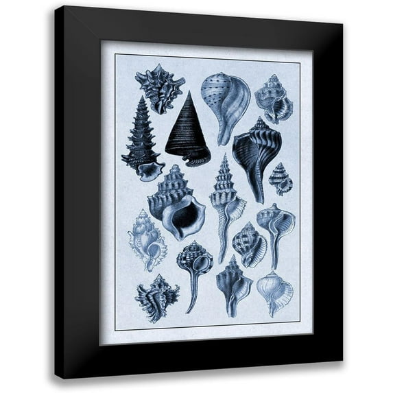 Sowerby, G.B. 13x18 Black Modern Framed Museum Art Print Titled - Shells: Trachelipoda #4 (Blue)