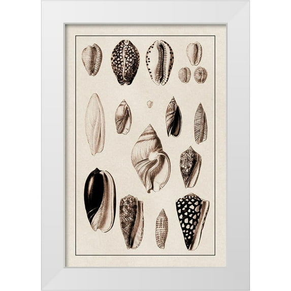 Sowerby, G.B. 13x18 White Modern Wood Framed Museum Art Print Titled - Shells: Convoltae and Orthocerata (Sepia)