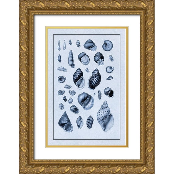 Sowerby, G.B. 17x24 Gold Ornate Wood Framed with Double Matting Museum Art Print Titled - Shells: Sessile Cirripedes #2 (Blue)