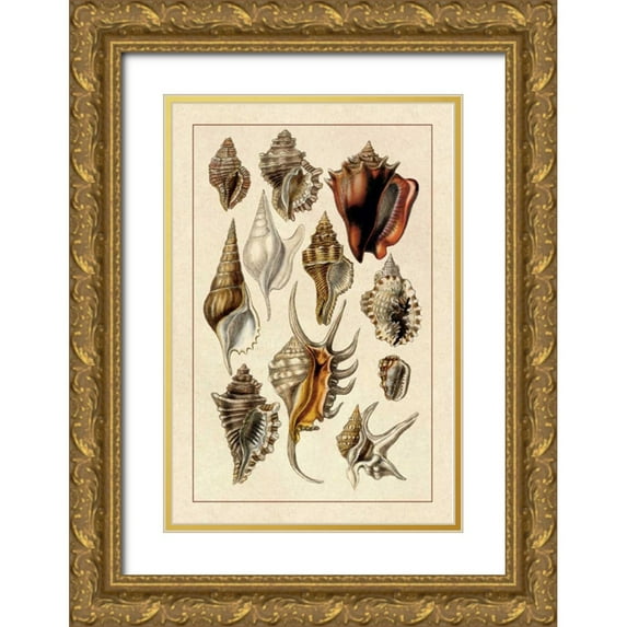 Sowerby, G.B. 17x24 Gold Ornate Wood Framed with Double Matting Museum Art Print Titled - Shells: Trachelipoda #5