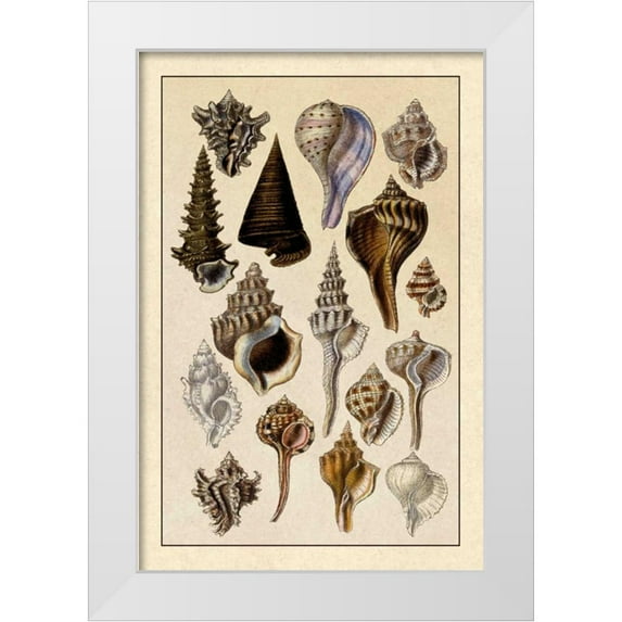 Sowerby, G.B. 17x24 White Modern Wood Framed Museum Art Print Titled - Shells: Trachelipoda #4