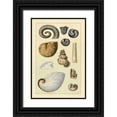 thumbnail image 1 of Sowerby, G.B. 23x32 Black Ornate Wood Framed with Double Matting Museum Art Print Titled - Shells: Ammonacea, 1 of 4
