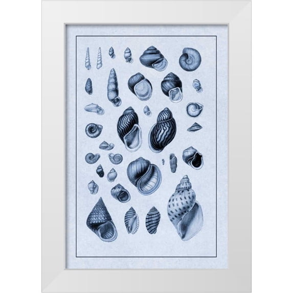 Sowerby, G.B. 23x32 White Modern Wood Framed Museum Art Print Titled - Shells: Sessile Cirripedes #2 (Blue)