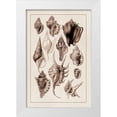 thumbnail image 1 of Sowerby, G.B. 23x32 White Modern Wood Framed Museum Art Print Titled - Shells: Trachelipoda #5 (Sepia), 1 of 4