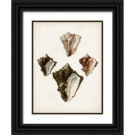 Sowerby, James 15x18 Black Ornate Wood Framed with Double Matting Museum Art Print Titled - Sowerby Shells III