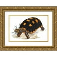 thumbnail image 1 of Sowerby, James 18x13 Gold Ornate Wood Framed with Double Matting Museum Art Print Titled - Tortoise, Carbonaria, 1 of 4
