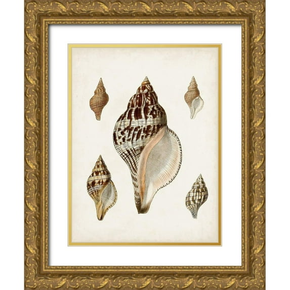 Sowerby, James 19x24 Gold Ornate Wood Framed with Double Matting Museum Art Print Titled - Sowerby Shells VIII