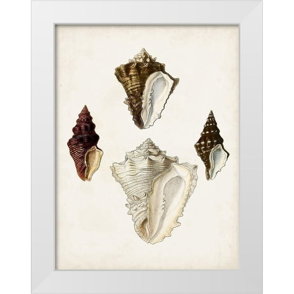 Sowerby, James 19x24 White Modern Wood Framed Museum Art Print Titled - Sowerby Shells V