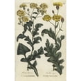 thumbnail image 1 of Sowthistle And Prickly Sowthistle Poster Print By ® Florilegius Mary Evans (24 X 36), 1 of 3