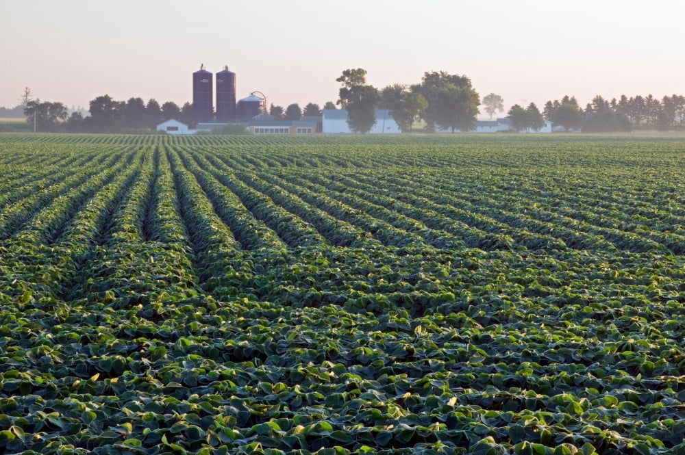 Soy bean field distant farm buildings Iowa USA Canvas Art - Panoramic Images (36 x 12)