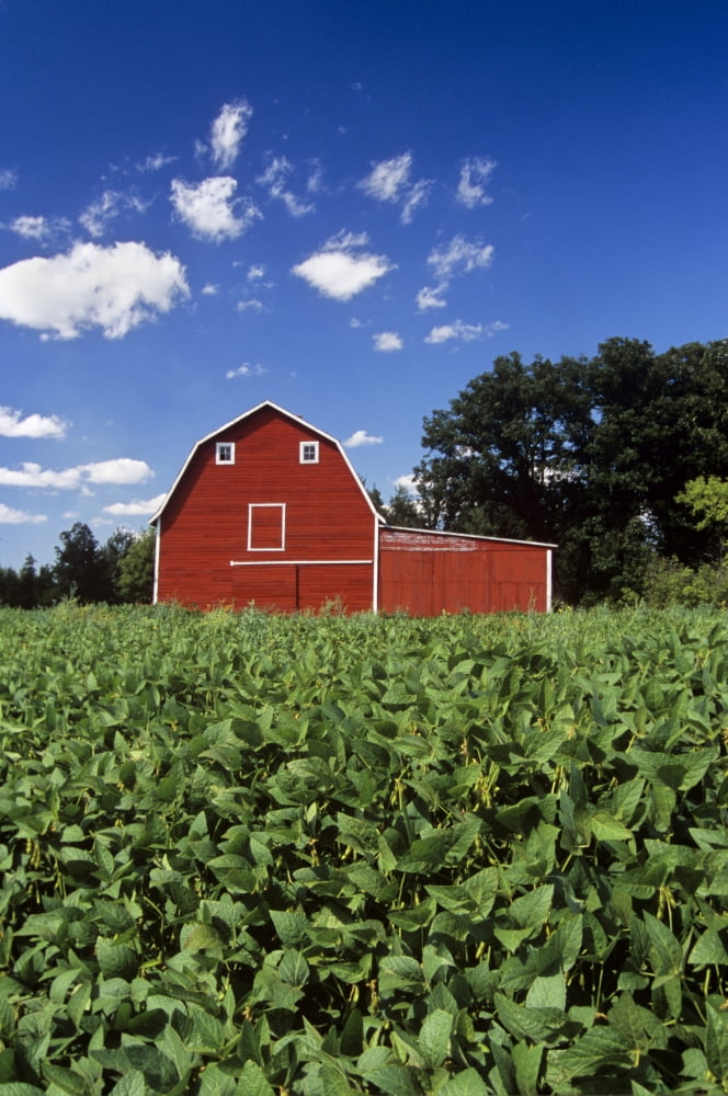 Soybean Field And Red Barn Near Anola Manitoba Canvas Art - Dave Reede Design Pics (22 x 34)