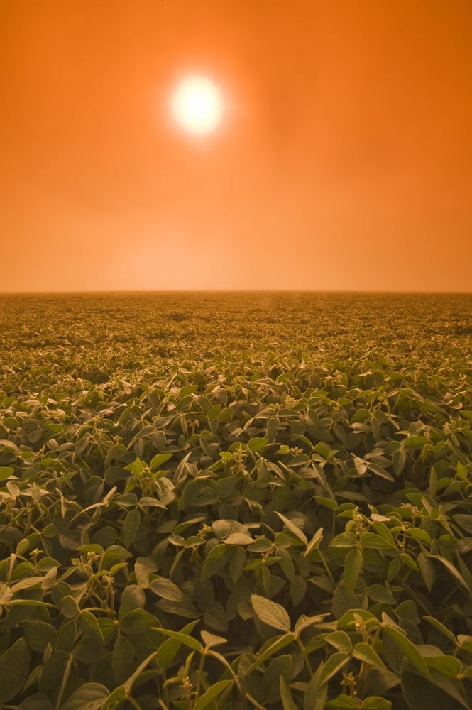 Soybean Field On A Misty Morning Near Brunkild Manitoba Canvas Art - Dave Reede Design Pics (22 x 34)