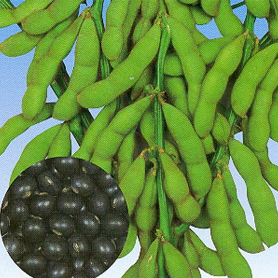 Soybean - Tankuro - 5 Lb Bulk ~14000 Seeds - Non-GMO, Heirloom - Asian Garden Vegetable