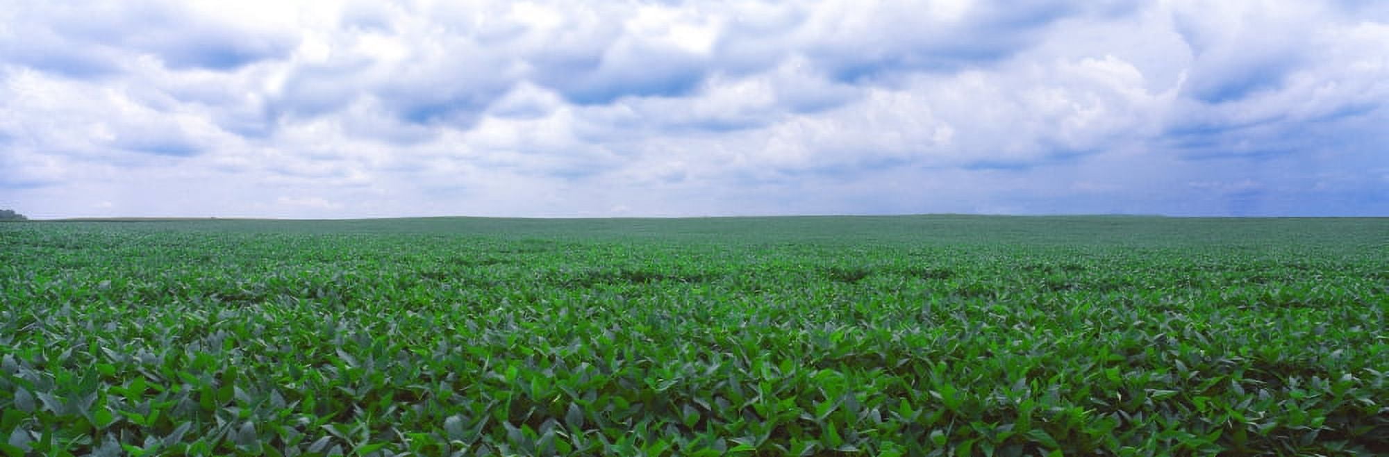 Soybean field Coles Philo Urbana Champaign County Illinois USA Canvas Art - Panoramic Images (27 x 9)