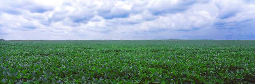 Soybean field Coles Philo Urbana Champaign County Illinois USA Canvas Art - Panoramic Images (36 x 12)