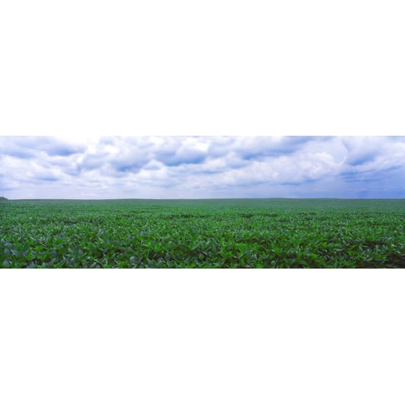Soybean field, Coles, Philo, Urbana, Champaign County, Illinois, USA Poster Print (27 x 9)