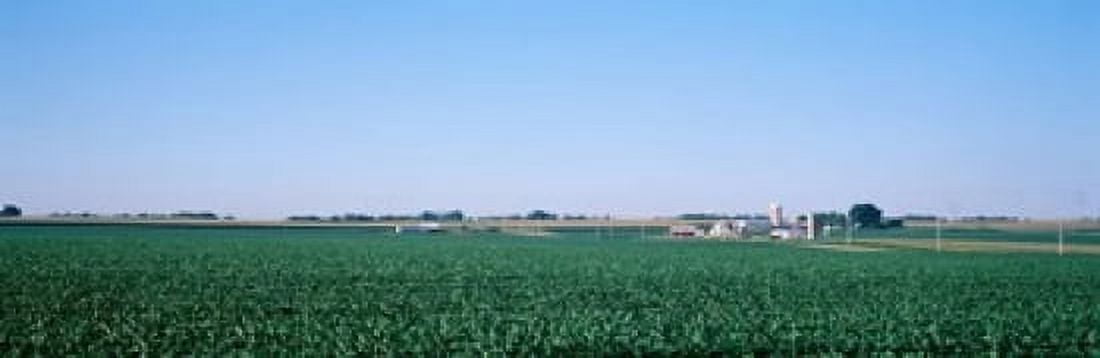 Soybean field Ogle Co IL USA Canvas Art - Panoramic Images (18 x 6)