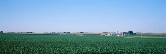 Soybean field Ogle Co IL USA Canvas Art - Panoramic Images (36 x 12)