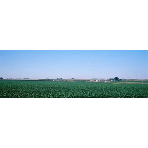Soybean field Ogle Co IL USA Poster Print (18 x 6)