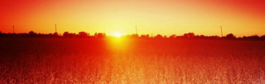 Soybean field at sunset Wood County Ohio USA Canvas Art - Panoramic Images (18 x 6)