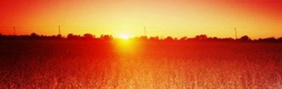 Soybean field at sunset Wood County Ohio USA Canvas Art - Panoramic Images (36 x 12)