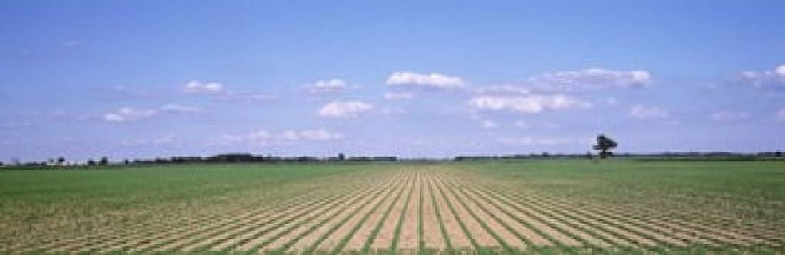 Soybean field in a landscape Marion County Illinois USA Canvas Art - Panoramic Images (18 x 6)