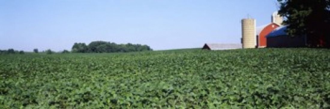 Soybean field with a barn in the background Kent County Michigan USA Canvas Art - Panoramic Images (18 x 6)