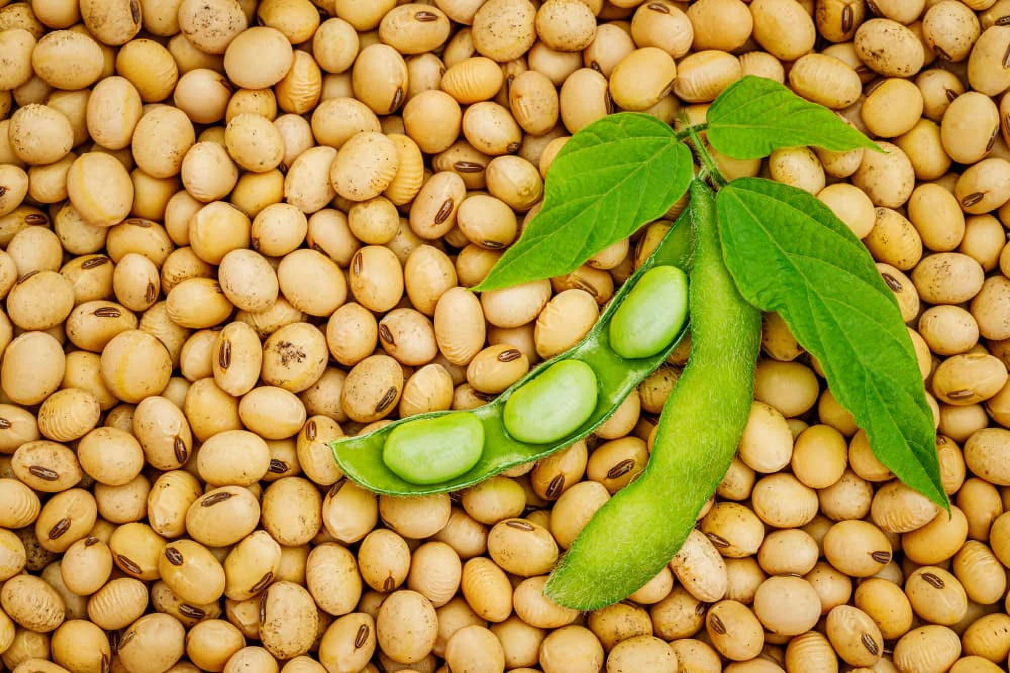 Soybeans (8Lbs) Gluten Free, Great for Salad Sprouts Grown in Iowa, Vegetarian Diet, Tofu, Soymilk. Soybean Seeds