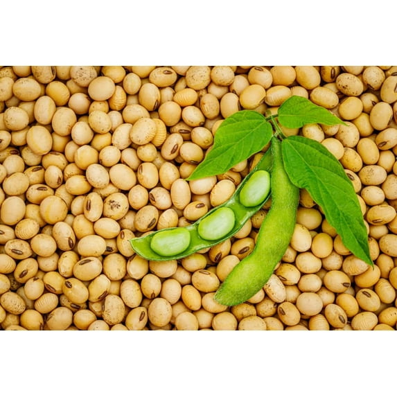 Soybeans (8Lbs) Gluten Free, Great for Salad Sprouts Grown in Iowa, Vegetarian Diet, Tofu, Soymilk. Soybean Seeds