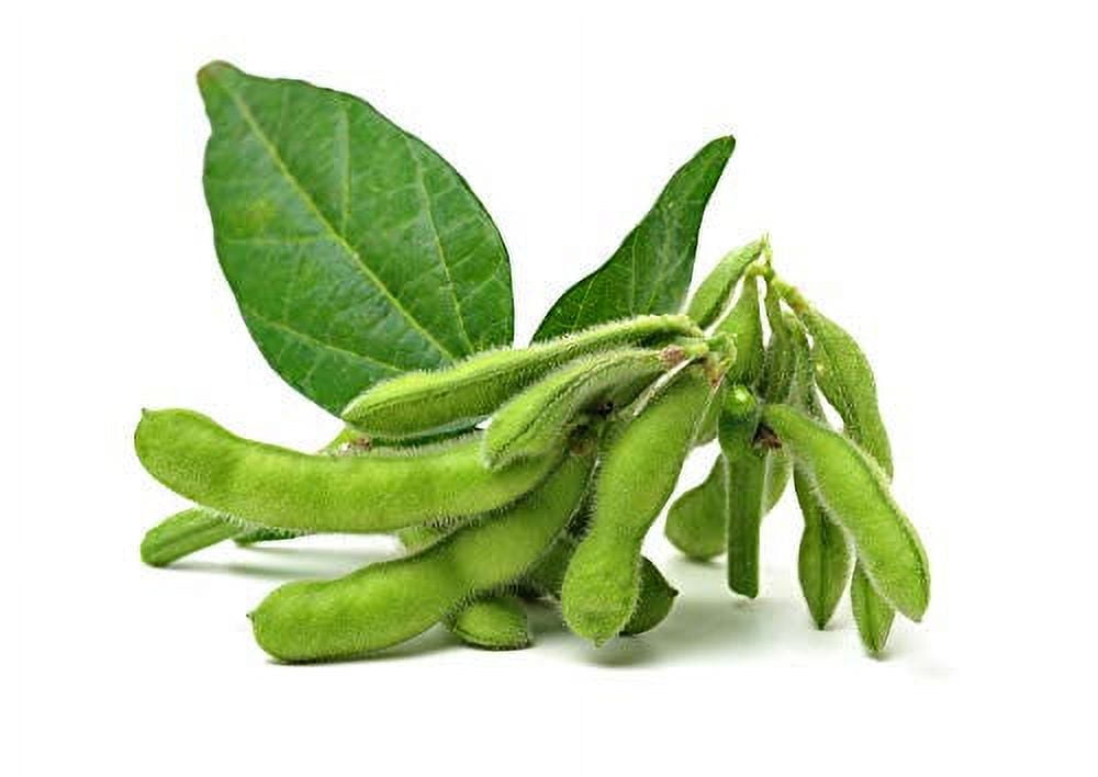Soybeans Seeds, 25 Heirloom Seeds Per Packet, Non GMO Seeds