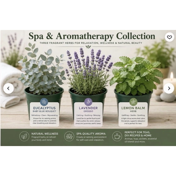Spa & Aromatherapy Collection- Eucalyptus -Lavender - Lemon Balm Certified organic 3- 3.5 POTS