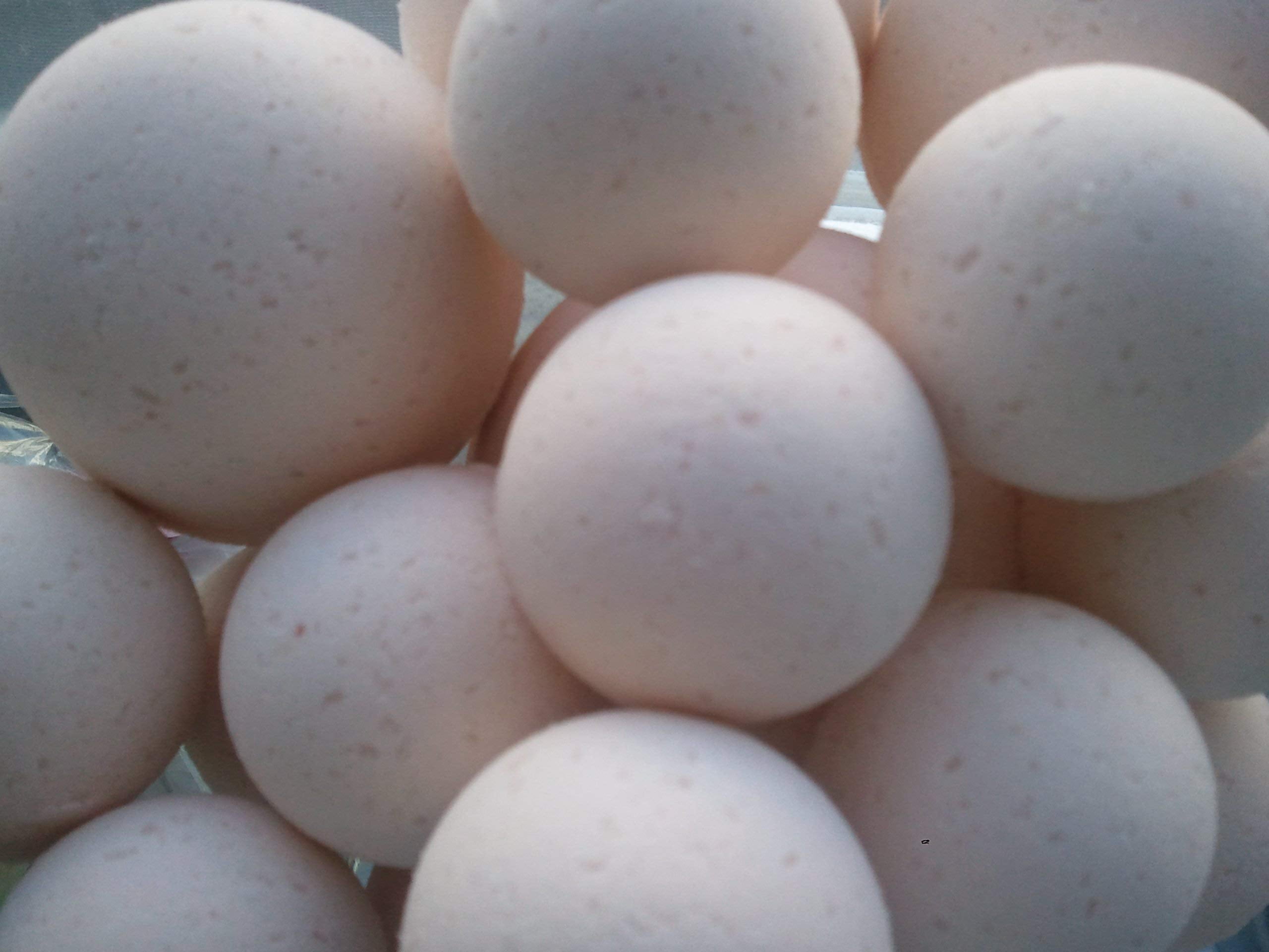 Spa Pure Egyptian Musk Bath Bombs: USA Made with Shea Butter, Mango ...