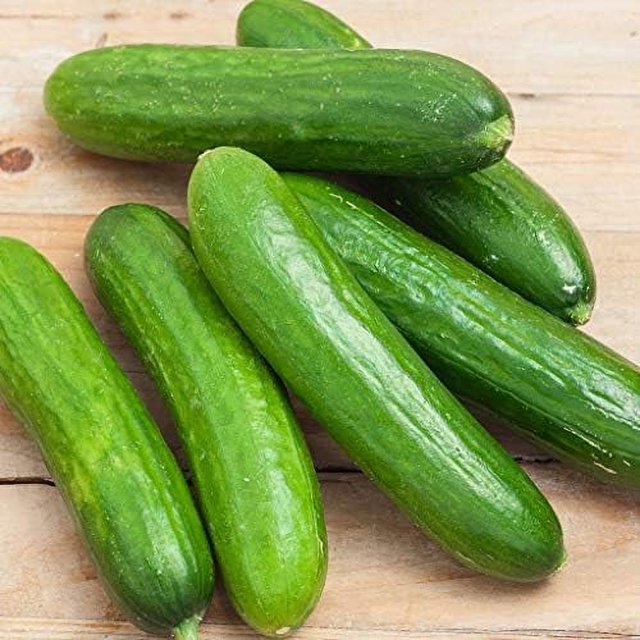 Spacemaster 80 Cucumber Seeds 50 Count Seed Pack NonGMO Produces Large Numbers of