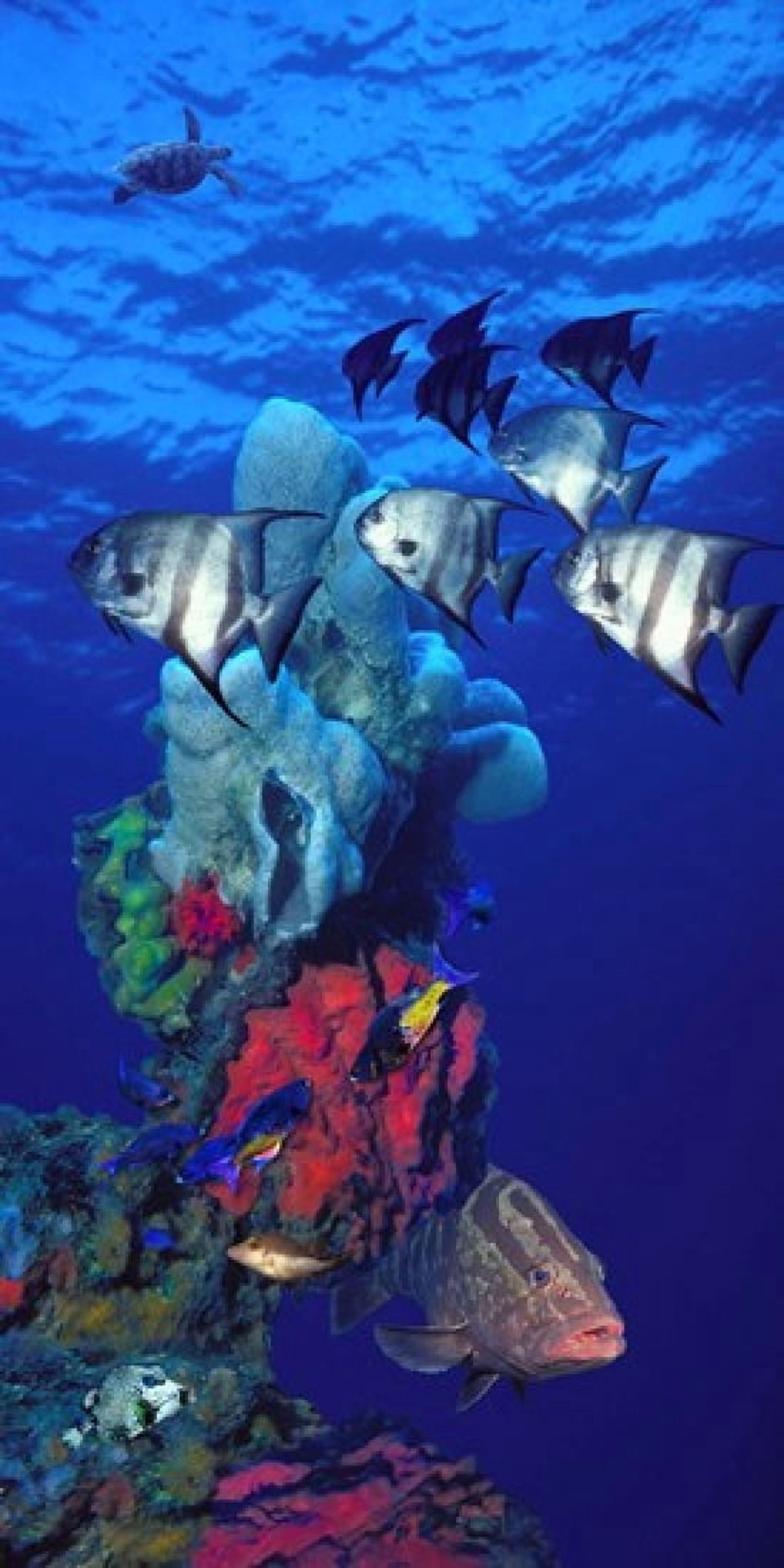 Spadefishes with Nassau Grouper (Epinephelus striatus) and a Hawksbill Turtle (Eretmochelys Imbricata) swimming underwater Canvas Art - Panoramic Images (24 x 12)