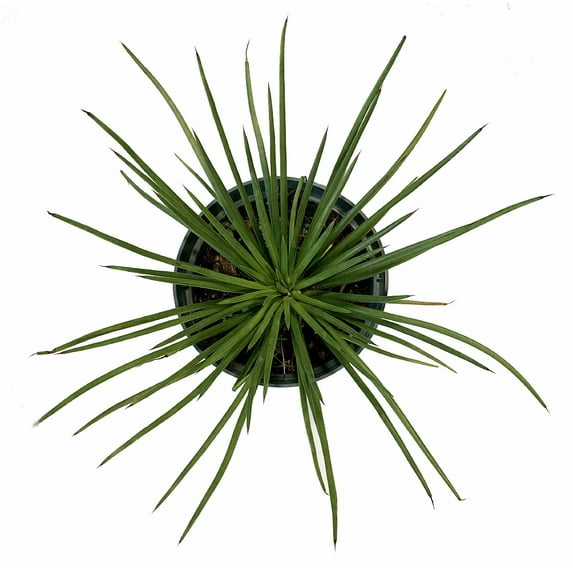 Spaghetti Strap Agave Plant - 6" Pot - Agave geminiflora