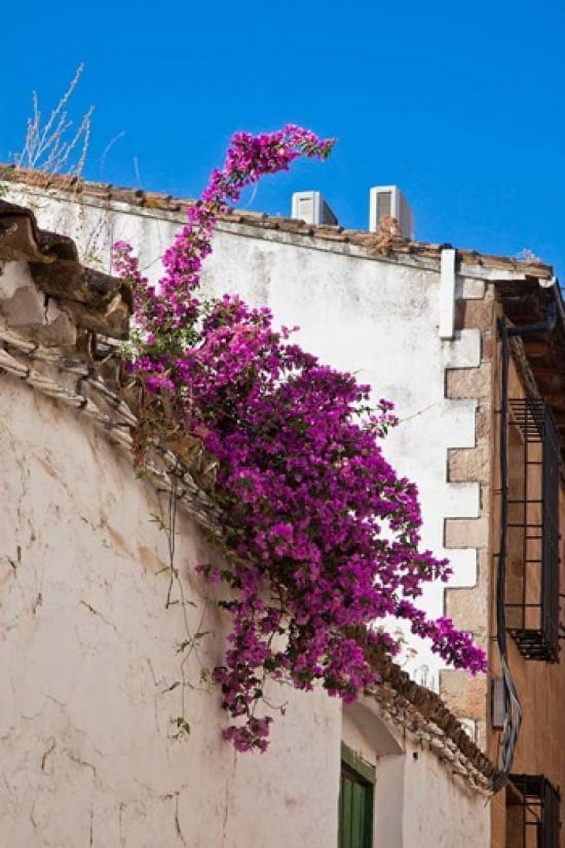 Spain Andalusia Banos de la Encina Bougainvillea Growing on a Roof Canvas Art - Julie Eggers DanitaDelimont (25 x 38)