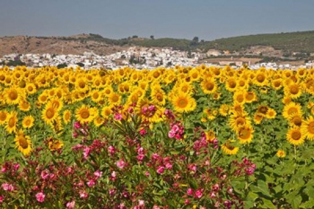 Spain Andalusia Bornos Sunflower Fields Canvas Art - Julie Eggers DanitaDelimont (36 x 24)