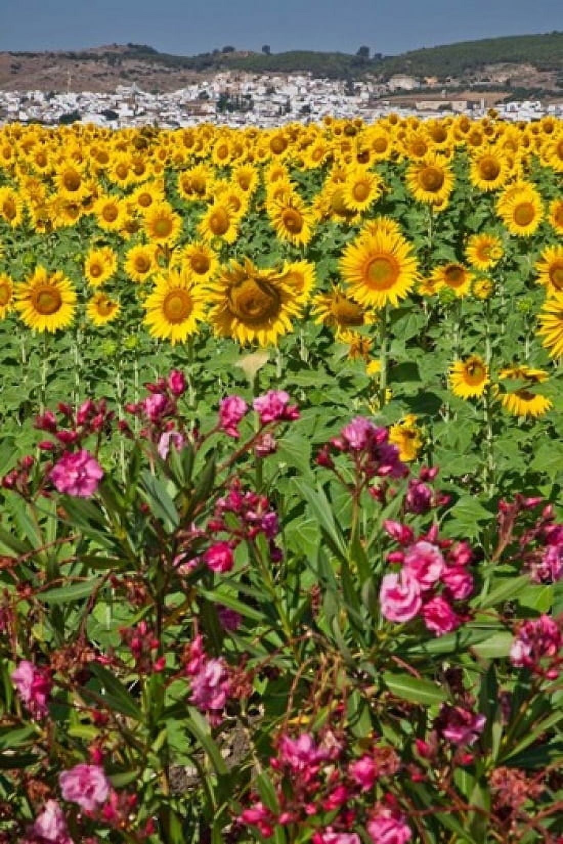 Spain Andalusia Cadiz Province Bornos Sunflower Fields Canvas Art - Julie Eggers DanitaDelimont (18 x 24)