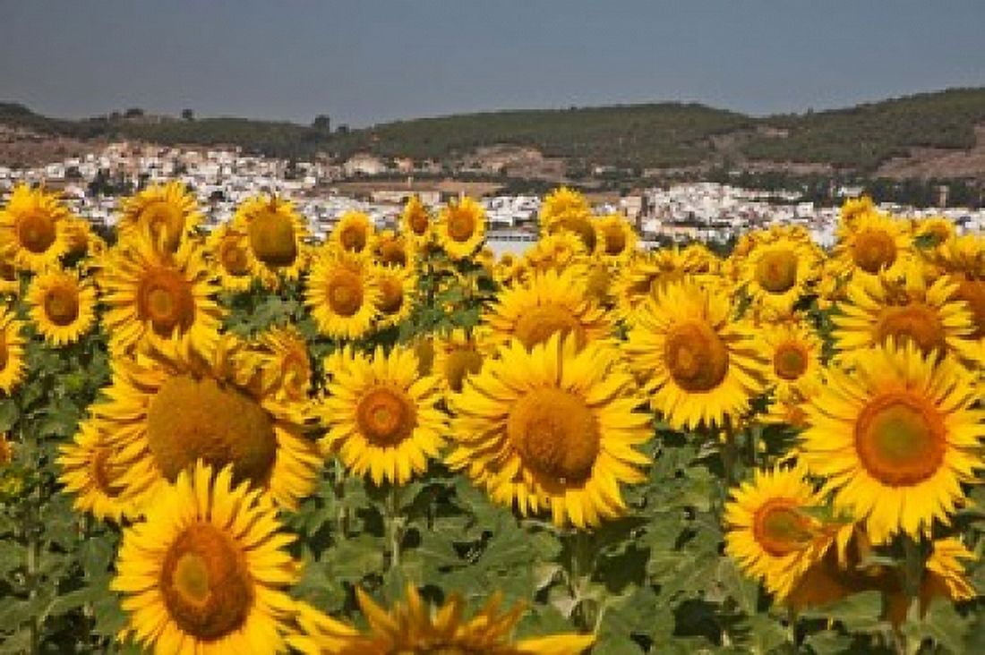 Spain Andalusia Cadiz Province Bornos Sunflower Fields Canvas Art - Julie Eggers DanitaDelimont (38 x 25)